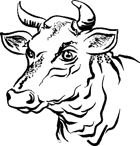 Dibujos de toros para pintar Colorear imágenes