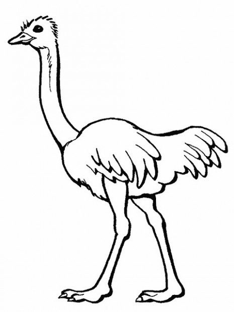 ostrich_2