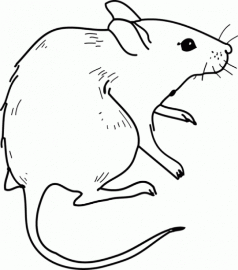 3-dibujos-colorear-ratones-g