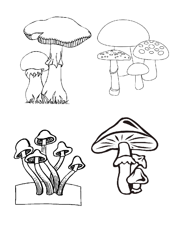  Para colorear hongos