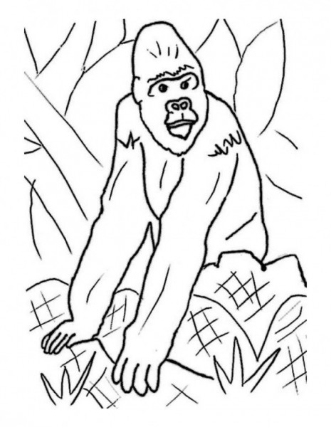 gorila-dibujo-colorear-source_56b