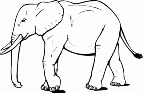 7-dibujos-colorear-elefantes-g (1)