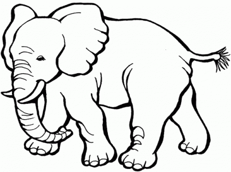 elefantes3