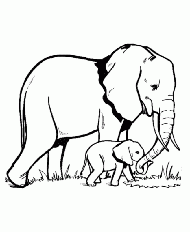 colorear-elefante-con-su-cria-dibujos-infantiles