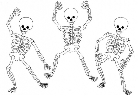 esqueleto1
