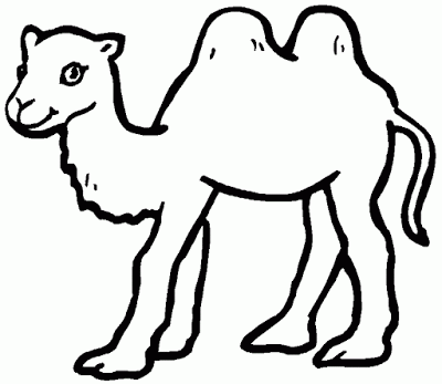 camello2