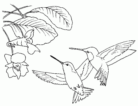 Download Hermosos colibríes para imprimir y pintar | Colorear imágenes