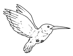 colibrí.jpg1