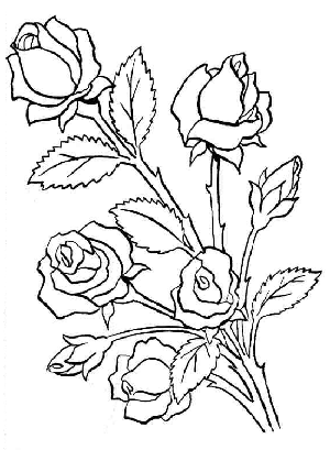 rosas-p.gif1