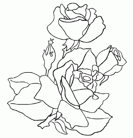 rosas-p.gif4
