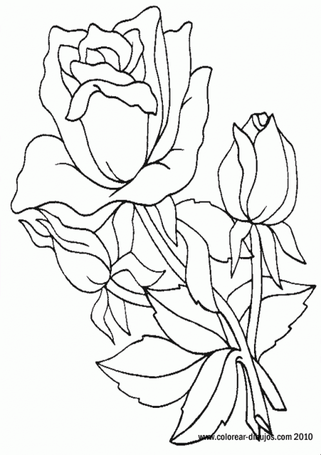rosas-p.gif5