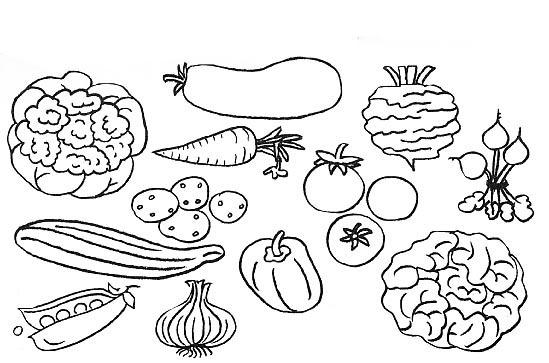  Dibujos de vegetales para imprimir y colorear  Verduras y hortalizas para pintar