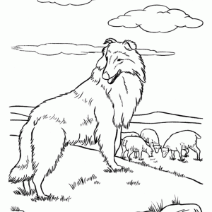 shepherd-dog-coloring-pages-300x300