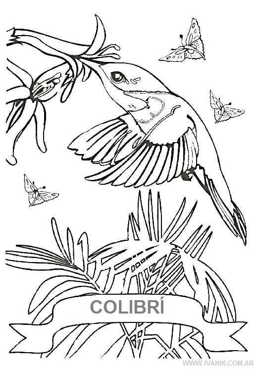 Hermosos colibríes para imprimir y pintar | Colorear imágenes