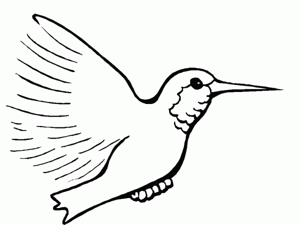 Hermosos colibríes para imprimir y pintar | Colorear imágenes