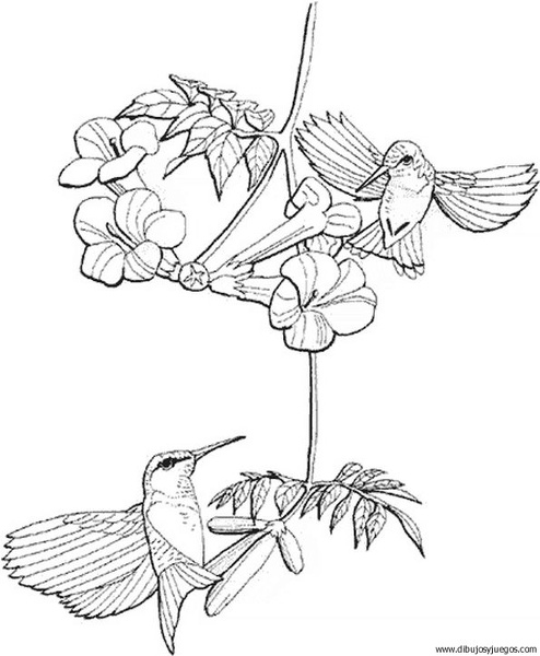 colibri.gif1