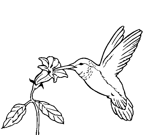 colibri.gif1