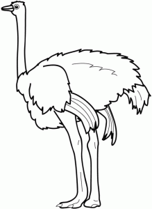 avestruz-para-colorear-219x300