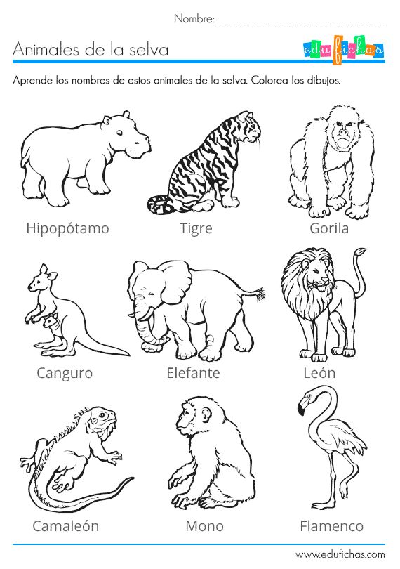 Plantillas con dibujos de animales salvajes para colorear | Colorear