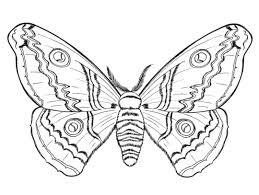 mariposa-13.gif5