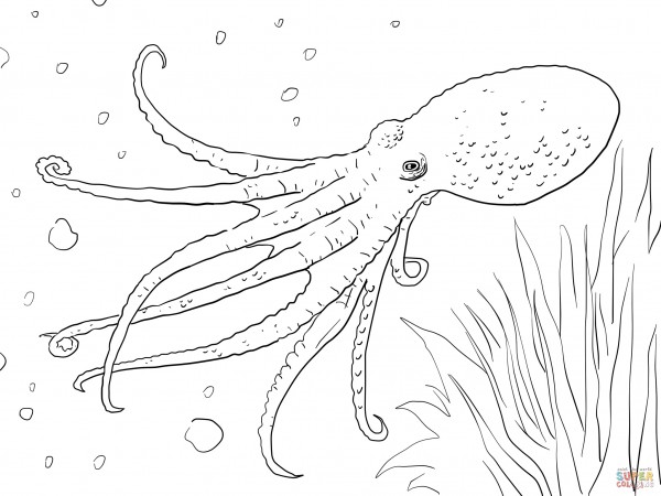 musky-octopus-coloring-page