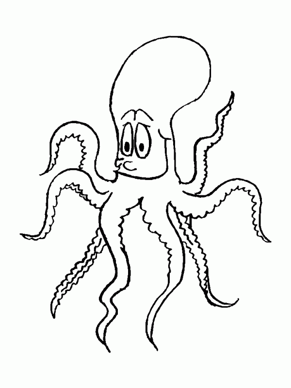 octopus-2