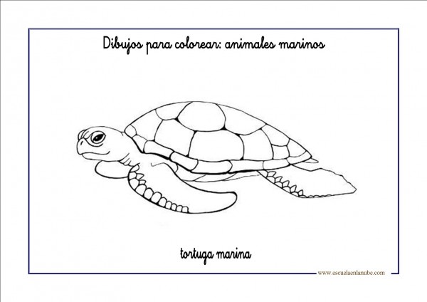 Fotos de tortugas marinas para colorear | Colorear imágenes