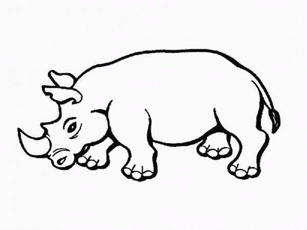 Rinoceronte-Grande