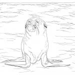 Fotos de lobos marinos para pintar