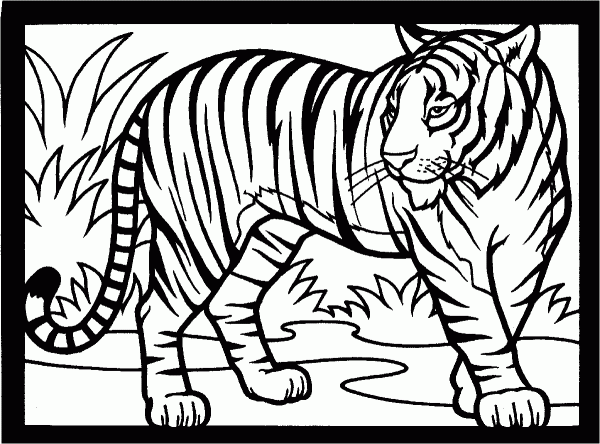 tigres (1)