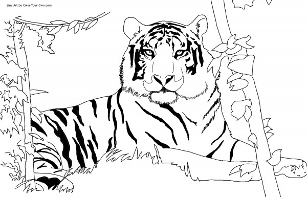 tigres2