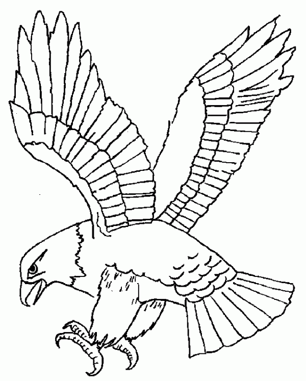 Aguila (2)