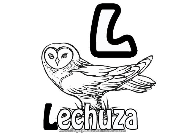 lechuza4