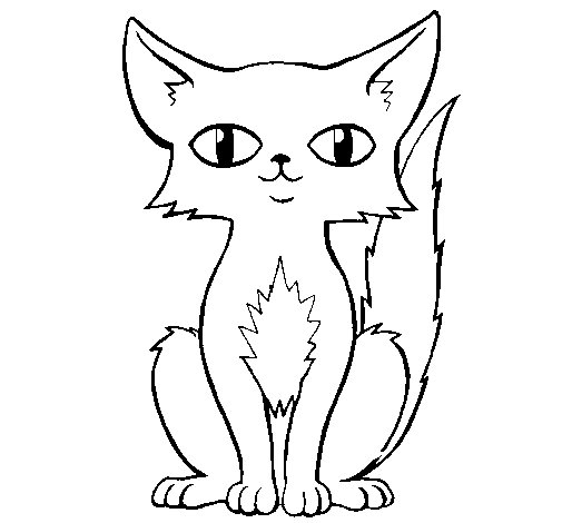 gato-persa-colorear
