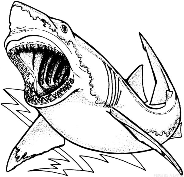 Dibujos de tiburones para colorear, descargar e imprimir | Colorear imágenes