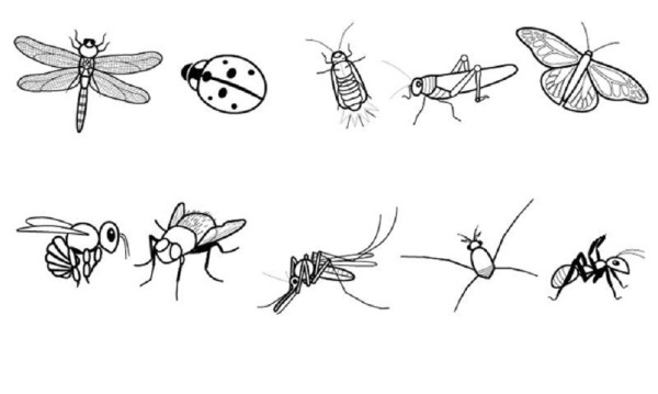 Dibujos de insectos para colorear, descargar e imprimir | Colorear imágenes