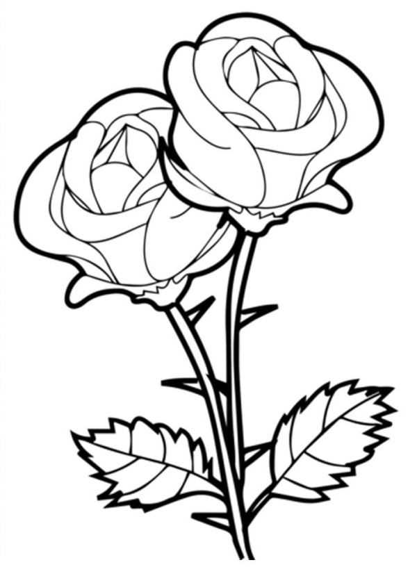 Dibujos de rosas para colorear, descargar e imprimir | Colorear imágenes