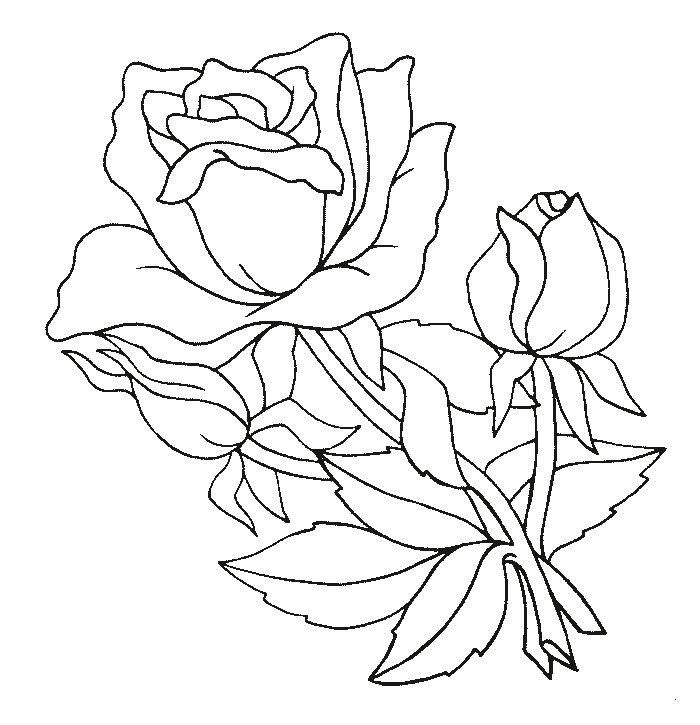 Dibujos de rosas para colorear, descargar e imprimir | Colorear imágenes