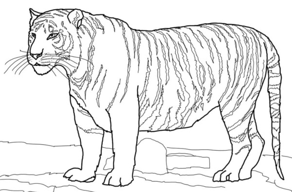 Dibujos de animales carnivoros para colorear, descargar e imprimir |  Colorear imágenes