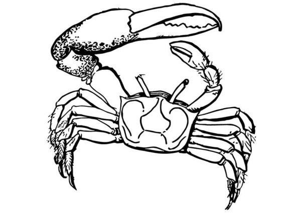Dibujos de cangrejos para colorear, descargar e imprimir | Colorear imágenes
