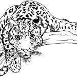Dibujos de jaguares para colorear, descargar e imprimir
